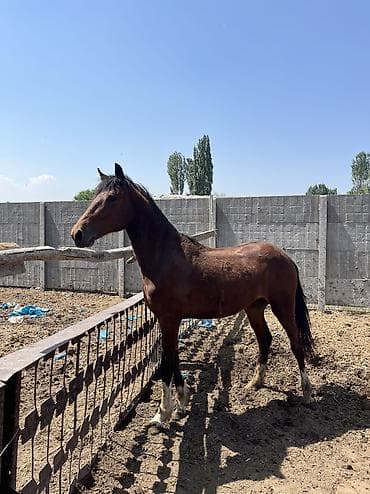 Продаю | Жеребец