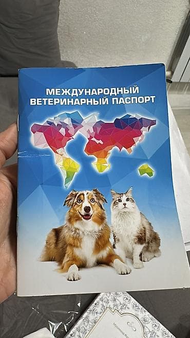 Кошки: Британская короткошёрстная, 1 год, Девочка, Серебристая шиншилла, Кастрирована, Приучена к лотку, С документами — 6