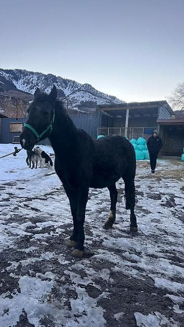 Кошки: Продаю | Кобыла (самка) | Рабочий — 4