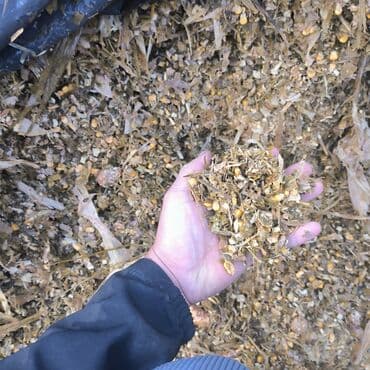 продажа щенков немецкой овчарки с документами в бишкеке: Силос с доставкой — 2