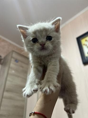 Продажа кошек: Шотландские вислоухие котята (Scottish Fold) дата рождения: 15.03.2026 — 6