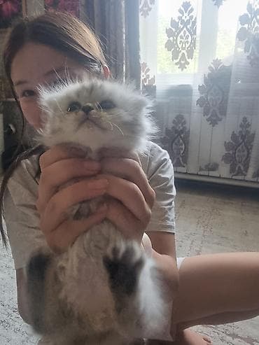 Животные: Скотиш Страйт (Шотландская прямоухая), 2 месяца, Мальчик, Золотая шиншилла — 2