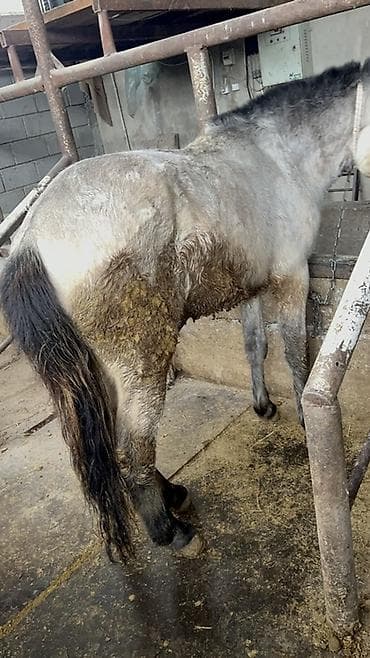 золотистый ретривер собака: Продаю | Жеребец | Конный спорт | Племенные, Осеменитель — 2