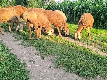 хомяк цена бишкек: Продаю | Баран (самец) | Арашан — 1