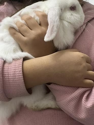 Үй жаныбарлары: Отдам даром Домашний кролик-баран с висячими ушами (белый окрас) - — 3