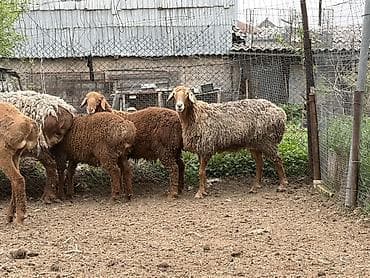 собаки авчарки: Продаю | Овца (самка) | Для разведения | Матка — 3