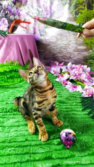 сколько стоит котенок британской золотой шиншиллы: Друзья. Бенгальские котята !! Проф.Питомник Бен Гла Мур предлагает — 2