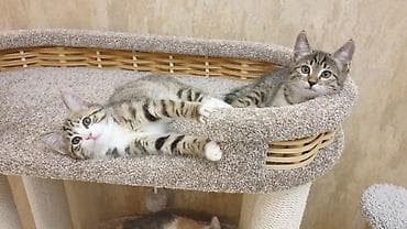животные кошки: 2 месяца, Мальчик, Приучена к лотку, Проглистована — 6