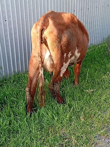 барда для коров: Продаю | Корова (самка) | Для молока — 2