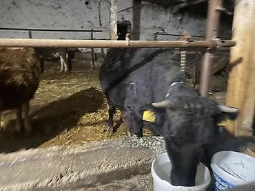 Иттер: Сатам | Уй (ургаачы), Кунаажын — 3