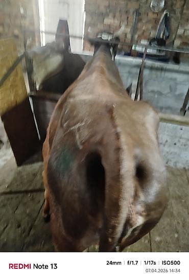 хаски щенки цена: Продаю | Корова (самка) | Для молока | После отела — 1