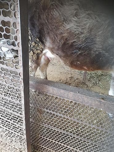 продажа собак: Продаю | Тёлка | Для разведения | Стельные — 1