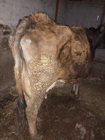 коровы элитные: Продаю | Корова (самка), Тёлка, Музоо, торпок | Для разведения, Для молока — 2