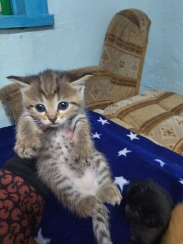 даром коты: Отдам даром — 3