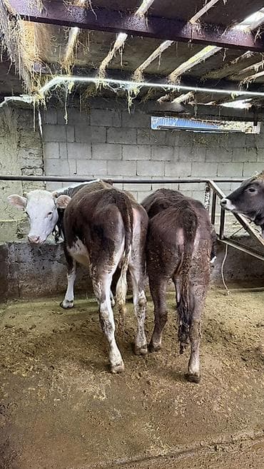 кассавый ящик: Продаю | Тёлка | На откорм | Племенные — 4