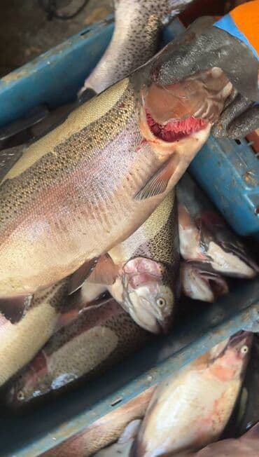 Промышленная химия: Охлажденный, 1 кг, 2 кг, Бесплатная доставка — 4