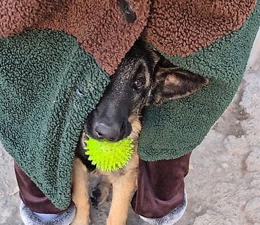 бекер иттер: Бельгия овчаркасы, 9 айлык, Ургаачы, Эмделген — 5