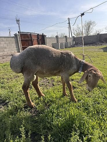 яйца куриные: Продаю | Баран (самец) | Для разведения — 3