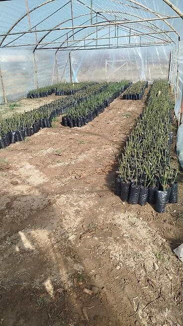 Дрова: Саженцы цветка: Розы — 1