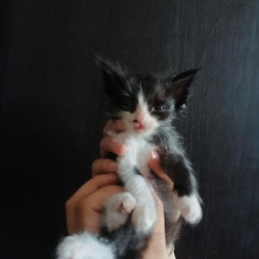 породистый кот: Котята, домашнего выращивания. - Порода: беспородные (домашние). - — 6