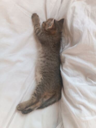 если не кастрировать кота: Кошка даром: Беспородная, 4 месяца, Девочка, Приучена к лотку — 6