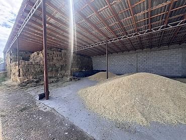 Опилки: Продаю ячмень 10 тонн 22 сома ниже не звонить — 2