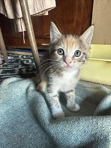 кошка шатланская: Кошка даром: Беспородная, 2 месяца, Девочка, Приучена к лотку — 1