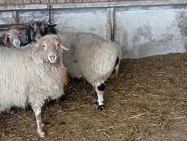 Башка жаныбарлар: Сатам | Кочкор (эркек) | Союуга — 9