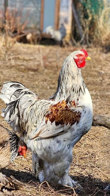 на племя: Продаю | Петух | Брама | Для разведения — 6