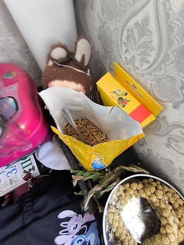 Продаю Попугай белого цветы из породы волнистый,в подарок все игрушки