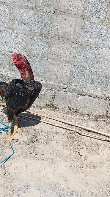 Продаю | Петух | Бойцовая | Для разведения — 3