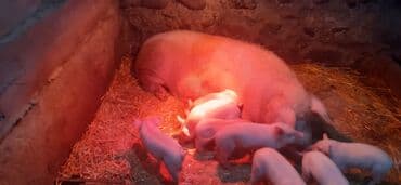 Айыл-чарба жаныбарлары: Сатам | Торопой | Чоң ак | Көбөйтүү үчүн — 6