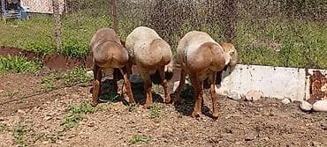 лягушки живые: Продаю | Ягненок | Для разведения | Племенные — 6