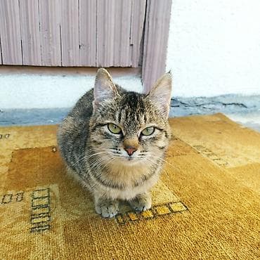 Отдам даром кошку: 6 месяцев, Девочка, Приучена к лотку, Проглистована — 1