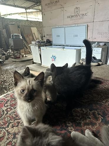 Отдаю даром котят — 9