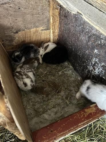 перья: Кролики декоративные, молодняк - Породы/окрасы: пёстрые и однотонные — 4