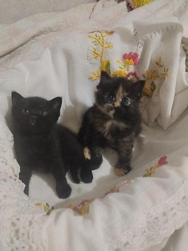 Продажа кошек: Котята домашние, короткошёрстные. Помёт из трёх малышей: - чёрный — — 3