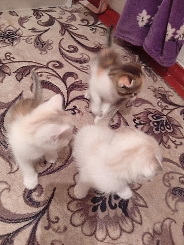 scottish fold: Котята, домашнее потомство. - Порода: беспородные (домашние). - — 4