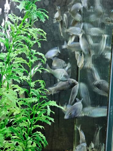 вислоухие котята бишкек цена: Цихлиды-подростки оптом! - бирюзовая акара - голубой дельфин - — 22