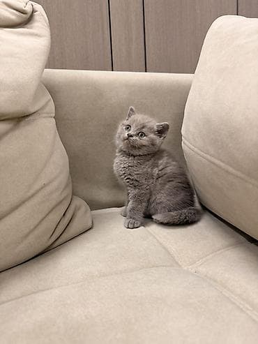 кошка шотланская: Скотиш Страйт (Шотландская прямоухая), 1 месяц, Девочка, Лиловый, Приучена к лотку — 4