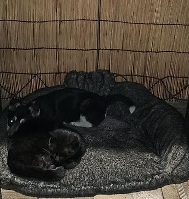 стаф терьер: Собака даром: Дворняжка, 3 месяца, Самка — 2