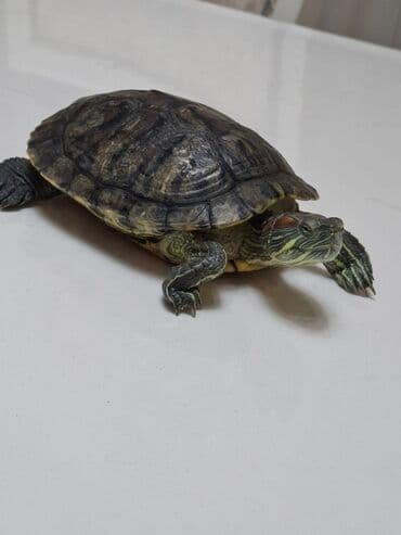 Подарок для детей самый раз Красноухая водная черепаха (Trachemys