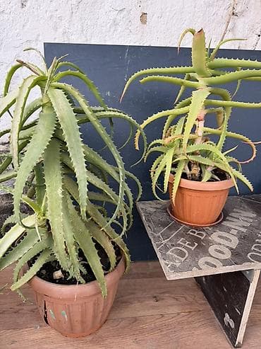 Үй жана бакча: Алоэ (суккулент) в горшке - Крупное комнатное алоэ с декоративными — 4