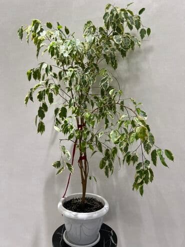 купить комнатные цветы в бишкеке: Комнатные декоративные растения в кашпо 1) Толстянка (Crassula ovata — 30