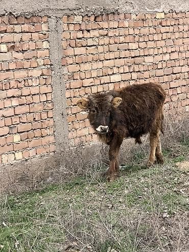 кел кел: Сатам | Бука (эркек) | Аргын, Голштин, Алатоолук — 1