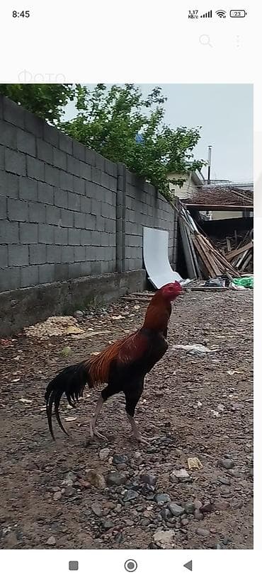 кокер спаниель цена: Продаю | Петух | Бойцовая | Для разведения — 7