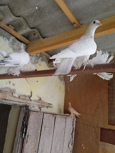 Продажа таджики одно гнезки игра лет lalafo.kg да Продажа таджики одно гнезки игра лет