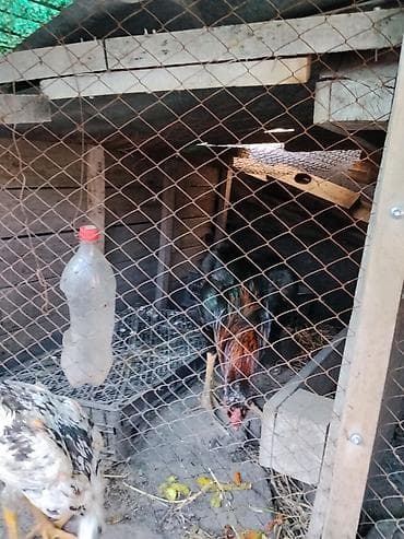 курица черная: Продаю | Петух | Бойцовая | Для разведения — 3