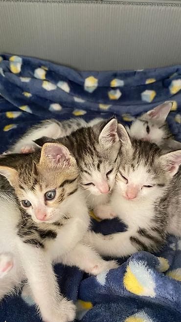 кошки шотландский: Котята, окрасы бело‑серебристый и табби Домашние котята отдадим в — 1
