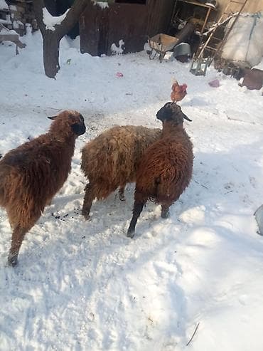 продаю породистых коров: Продаю | Овца (самка) | Полукровка | Для разведения — 2